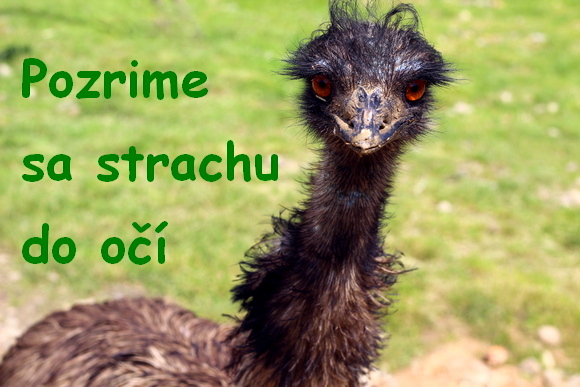 strach pstros