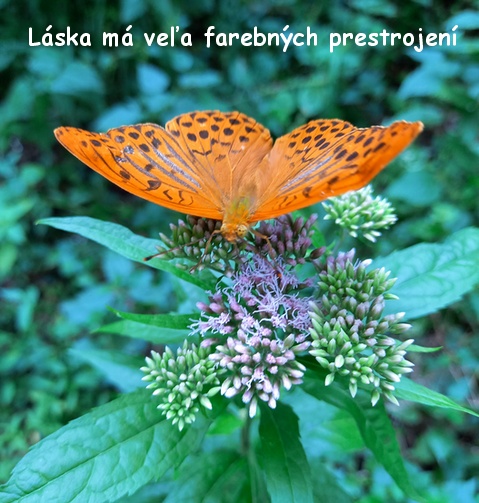 motyl
