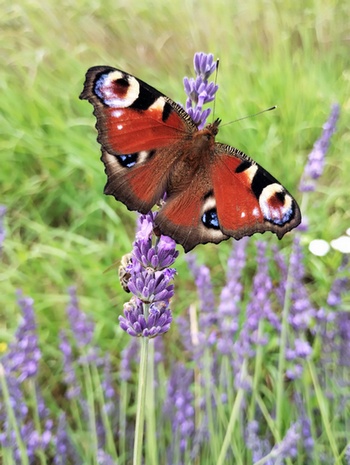 motyl 2